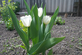 Россельхознадзор выступил за приостановку сертификации цветов из Голландии 