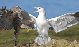 ястреб-тетеревятник