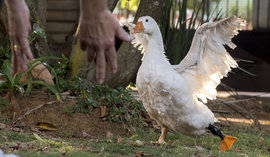 Житель Владивостока сдал соседей: едят санкционных гусей, курят иностранный табак 