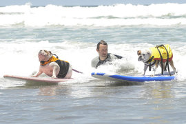 Собака, серфинг