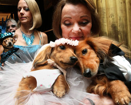 Собачья свадьба