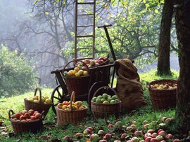  Урожай собирать некому, потому что народ бежит из деревень - эксперт