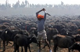 Ученые назвали самого агрессивного хищника на планете