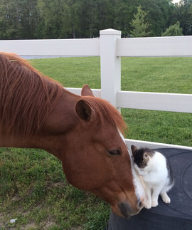  кот, лошадь