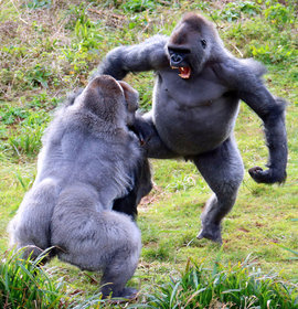 приматы, гориллы