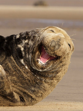 животные, улыбка