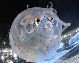 страшные рыбы