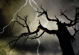 природа, молния, дерево