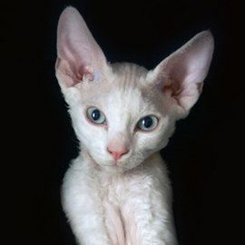 психологи, животные, человек, домашнее животное, недобрый человек, собака, кошки, коты, мурлыки, домашние питомцы