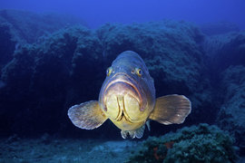 Южные моря России: Рыбный день отменяется