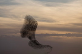 птицы, Израиль, миграция, скворцы