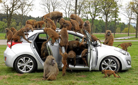 обезьяны, машина