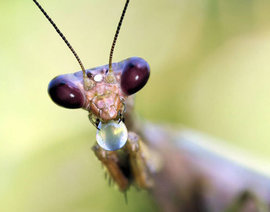 Насекомые уважают институт семьи