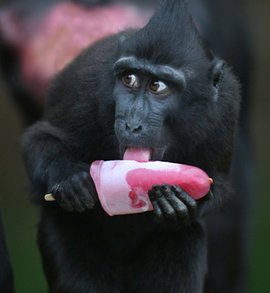 Животные тоже могут быть самогонщиками