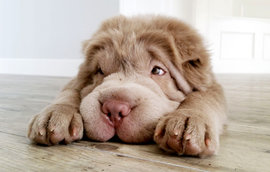 Тонки-медвежонок, щенок