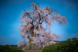 Сакура, Япония