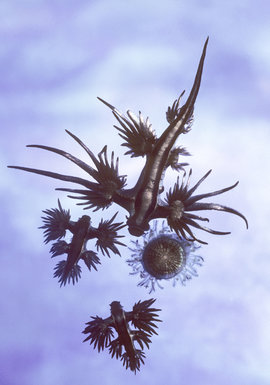 голубой дракон