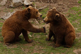В Хорватии небывалой популярностью пользуется приют для...медведей. ФОТО