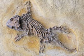 Американцы нашли ископаемую ящерицу, ходившую по воде, возрастом около 50 миллионов лет
