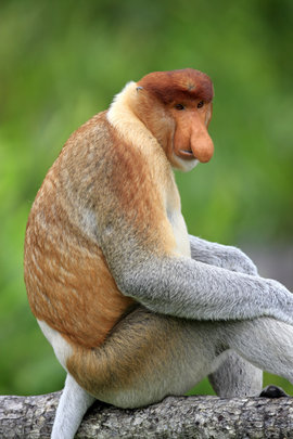 носач, кахау