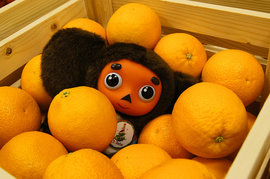 Российские апельсины можно выращивать на Ставрополье