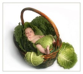 бесплодие, лечение бесплодия, мужское бесплодие, причины бесплодия, бесплодие у женщин, бесплодие у мужчин, лечу бесплодие, бесплодие отзывы, фикус, фикус бенджамина, щавель, фикус домашний