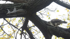 канюк, белка