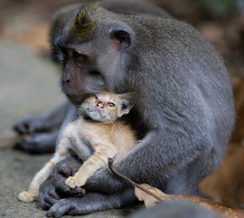 обезьяна, котенок, Бали, парк "Форест"