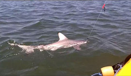 охотник на акул