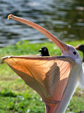 пеликан, голубь