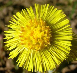 язык цветов, домашние растения, цветы, топ-10