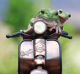 лягушка, мотоцикл