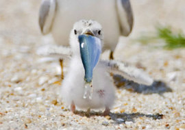 рыба, птенец