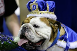 В США выбрали самого красивого бульдога. ФОТО