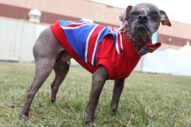 Китайская хохлатая, Магли