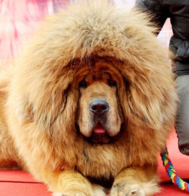 Стой, хам! Или моя собака будет кусать