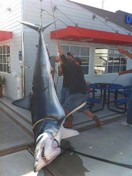 акула, рыбаки