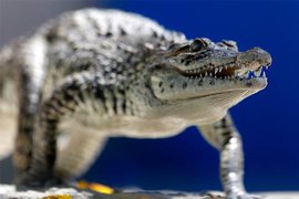 В интернет попало видео свадьбы мэра одного мексиканского города... с крокодилом