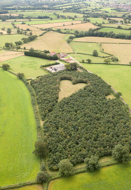 Поляна, сердце