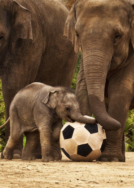 Слоненок, мяч, футбол
