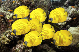 Потепление превратит океан в питательный бульон