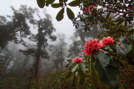 Индия, природа