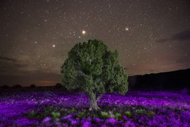 природа, вечер, дерево