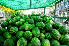 В Москве открылись арбузные развалы