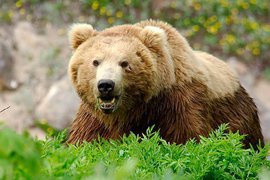 В Хабаровске полиция застрелила бурого медведя