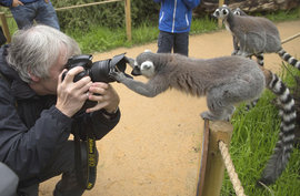 фотограф, кошачий лемур