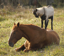 лошадь, козел