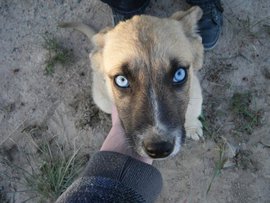 32 фото животных с необычными глазами