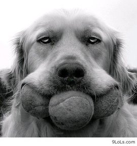 20 фото собак с показательными эмоциями