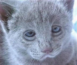 похмелье, лекарства от похмелья, симтом похмелья, отравление некачественны алкоголем, похмельный синдром, развитие алкогольной зависимости, головная боль при похмелье, быстро избавиться от похмелья